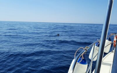 MORSKA DIVLJA SVINJA