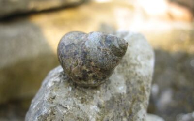 BRODET OD OGRCA I PRILJEPAKA