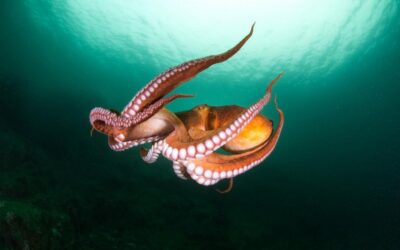 HOBOTNICE, BIĆA IZ SVEMIRA?