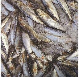 SRDELA, PRVA DAMA JADRANA