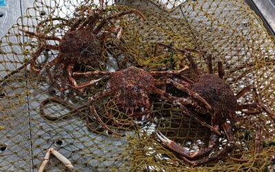 GDJE SU NESTALE RAKOVICE S JUGA ISTRE?  / preneseno iz portala ISTARSKI.HR