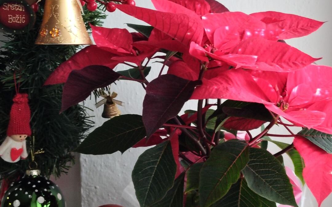 SRETAN BOŽIĆ I SRETNA NOVA GODINA