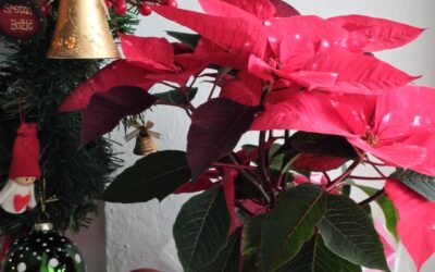 SRETAN BOŽIĆ I SRETNA NOVA GODINA